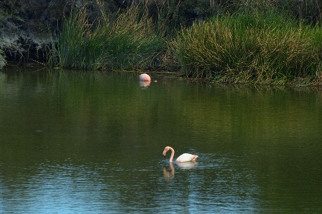 Click to see flamingo2.jpg