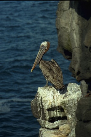 Click to see pelican.jpg