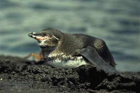 Click to see penguin2.jpg