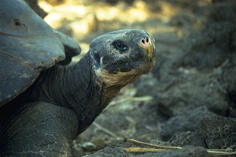 Click to see tortoise2.jpg