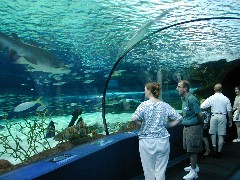 Click to see aquarium.jpg