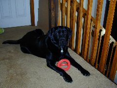 Click to see ziggyupstairs.jpg