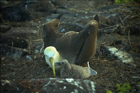 Click to see albtrss2.jpg