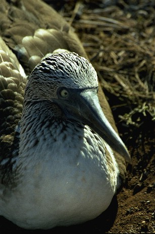 Click to see bboobie3.jpg