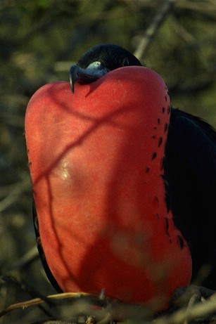 Click to see frigate2.jpg