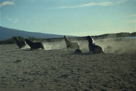 Click to see seal02.jpg